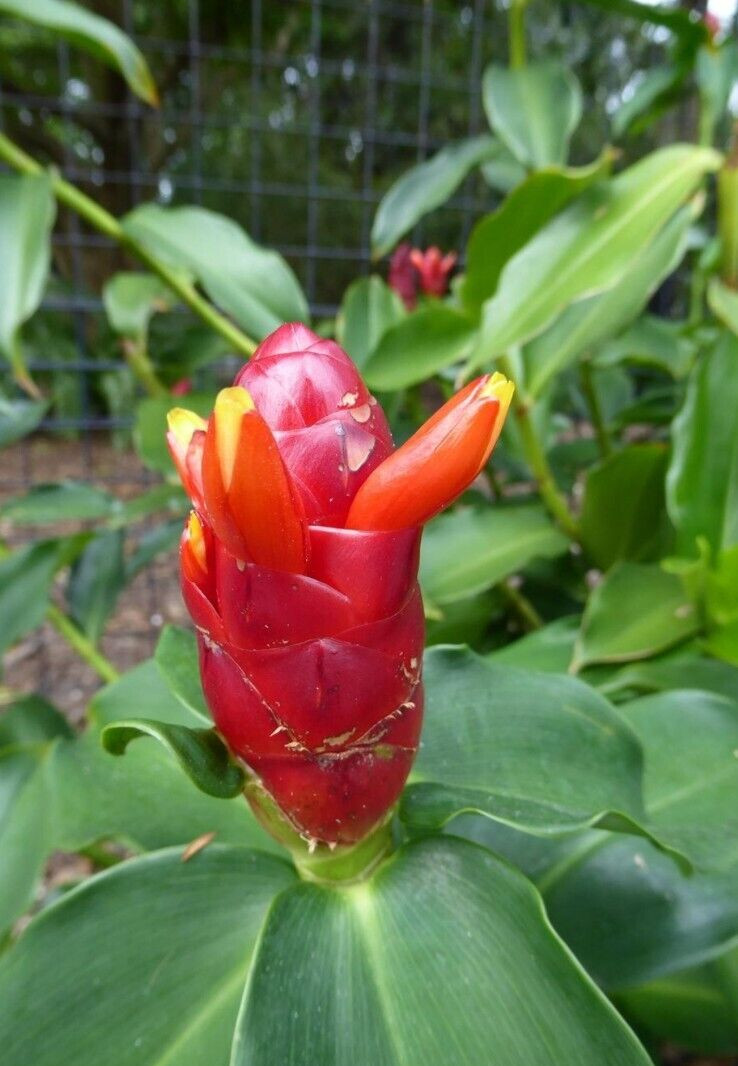 2x Red Button Ginger, Costus Woodsonii. Tropical easy to grow shade loving plant