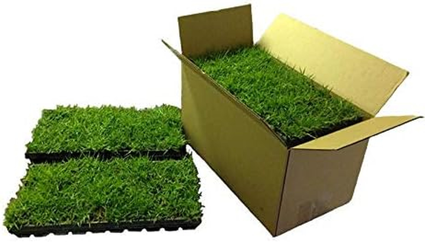 Zoysia Grass Plugs 100 Pk Mature Rooted Individual Zoysia Sod Plugs Lawn Repair