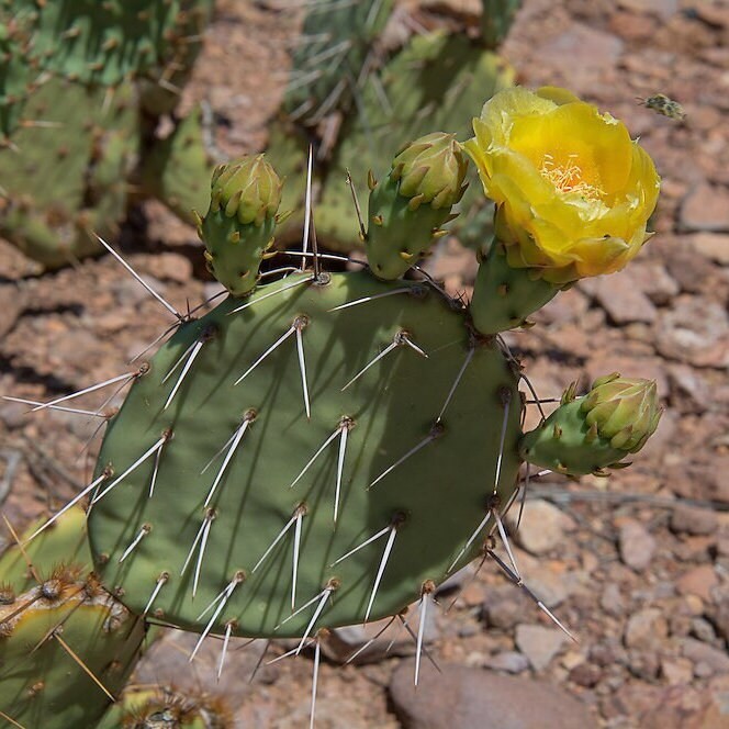 Prickly Pear Cactus ‘Vejo’ (O. gilvescens) COLD HARDY