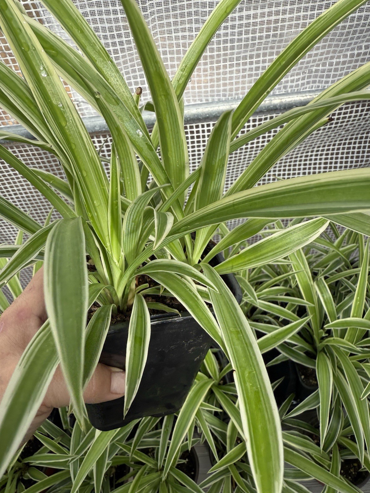 LG Spider Plant Pup Free Shipping, Shipped Bare- Root 4 For 15