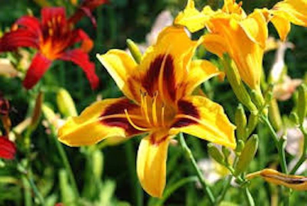 5 Black Eyed Stella Daylily Perennial Bare Root Hemerocallis