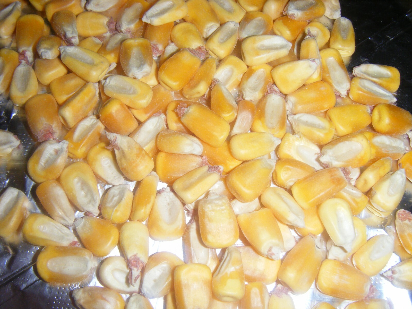 400 Hickory King Yellow Heirloom Corn Seeds Roasting Ears Grow in Yard or Garden
