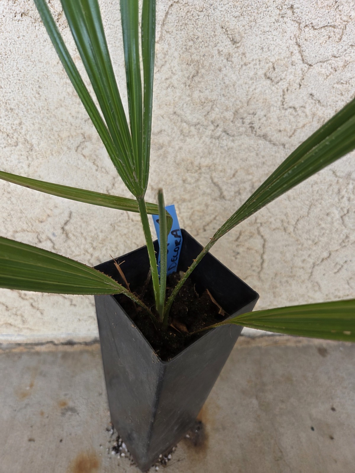 Livistona decora Palm Tree Ribbon fan palm seedlings (4-5 leaf) live plant