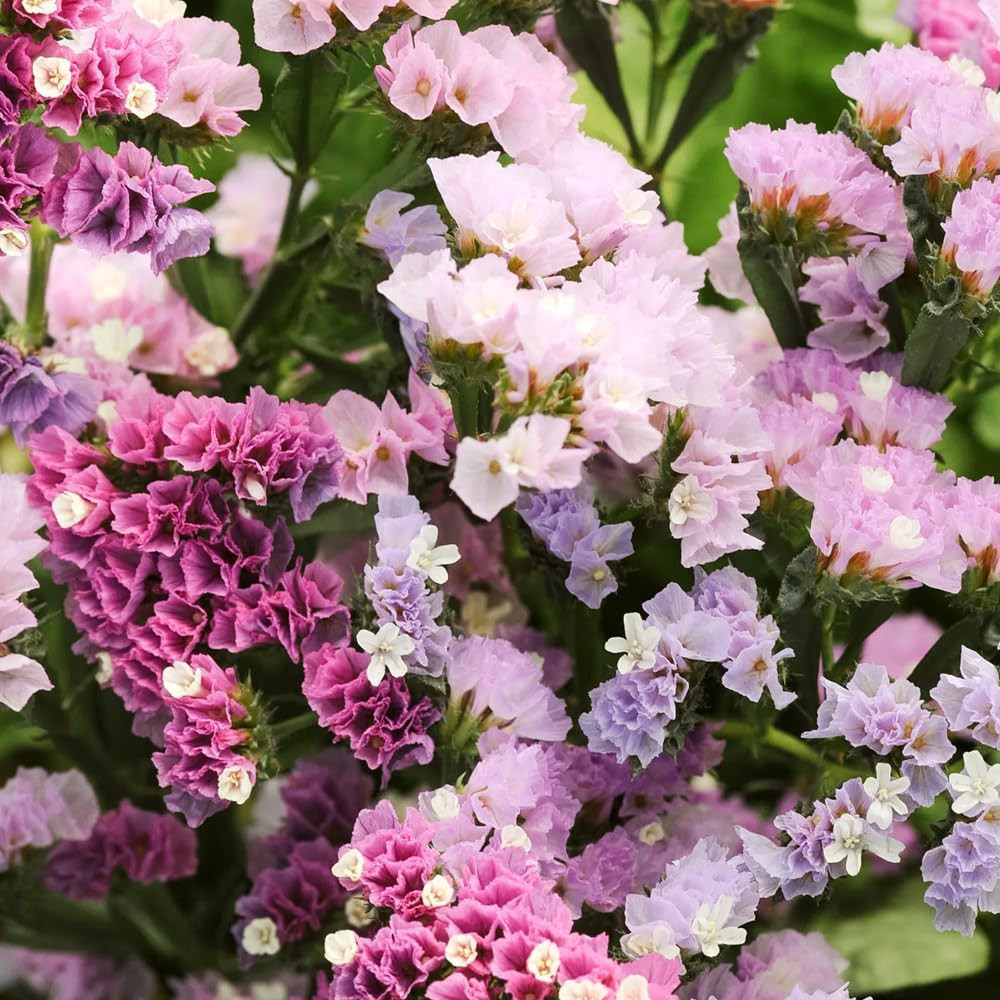 1000+ Mix Statice Pastel Seeds for Planting Outdoors-Annual Limonium Sinuatum Be