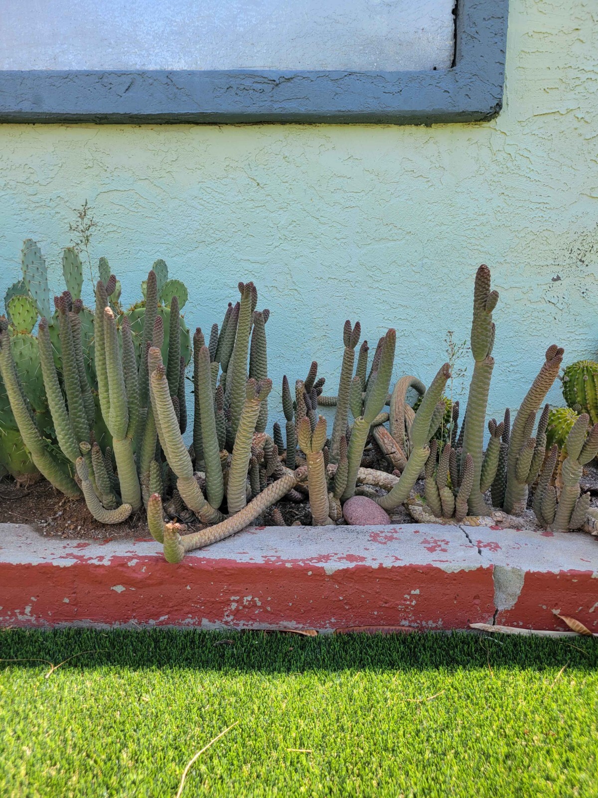 Tephrocactus articulatus – Pinecone Cactus Cutting – Buy 2 Get 1 Free