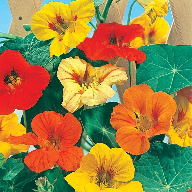 25+TALL NASTURTIUM SEEDS FRESH FOR YOUR FLOWER GARDENS