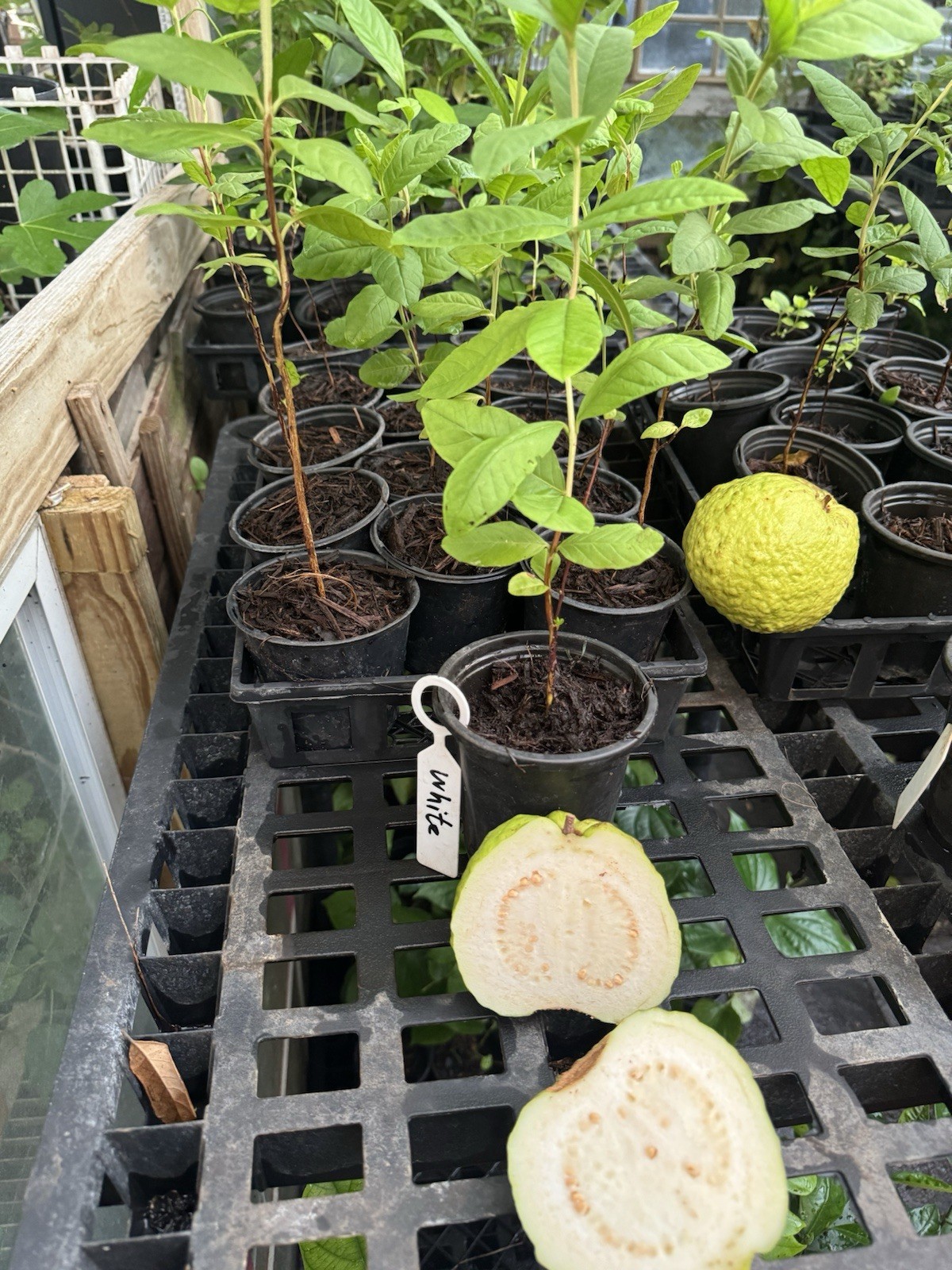 1 Asian White Pearl Guava Plant 12 Inches Tall