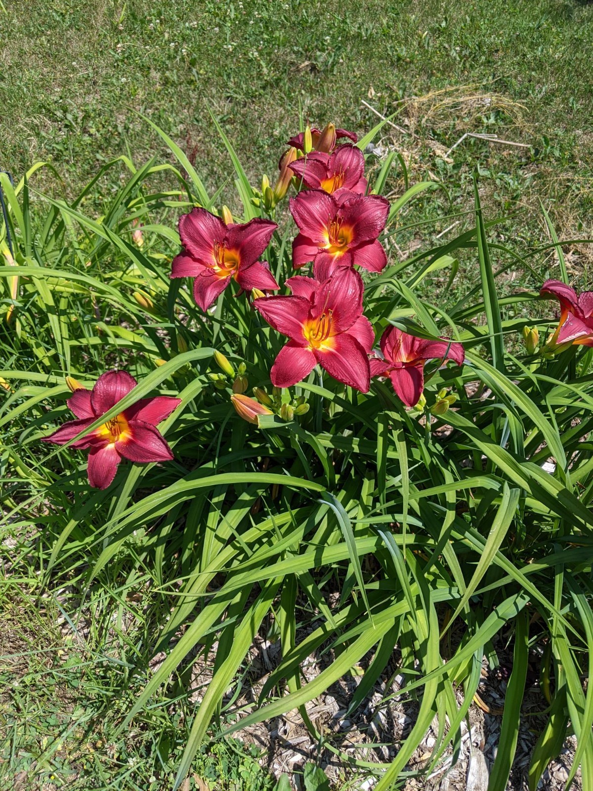 DAYLILY CHARLES JOHNSTON Cherry red with green throat – 2 Fans