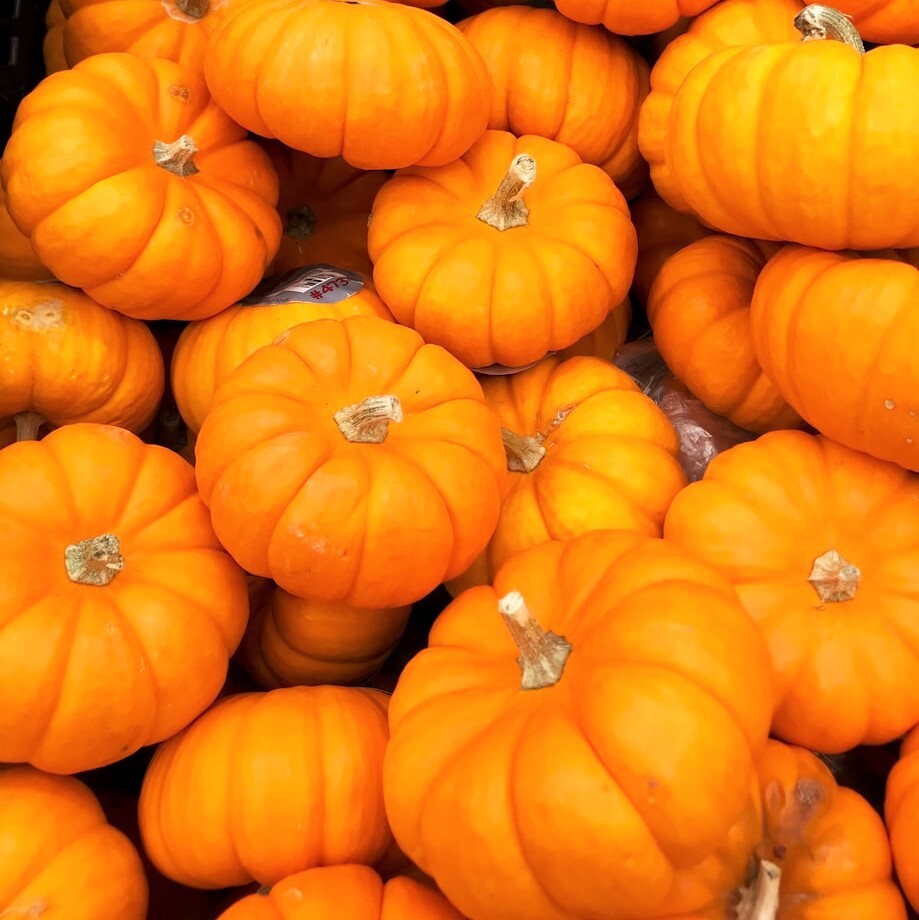 Jack Be Little Pumpkin Seeds | Mini Orange Untreated Halloween Baby Seed 2024