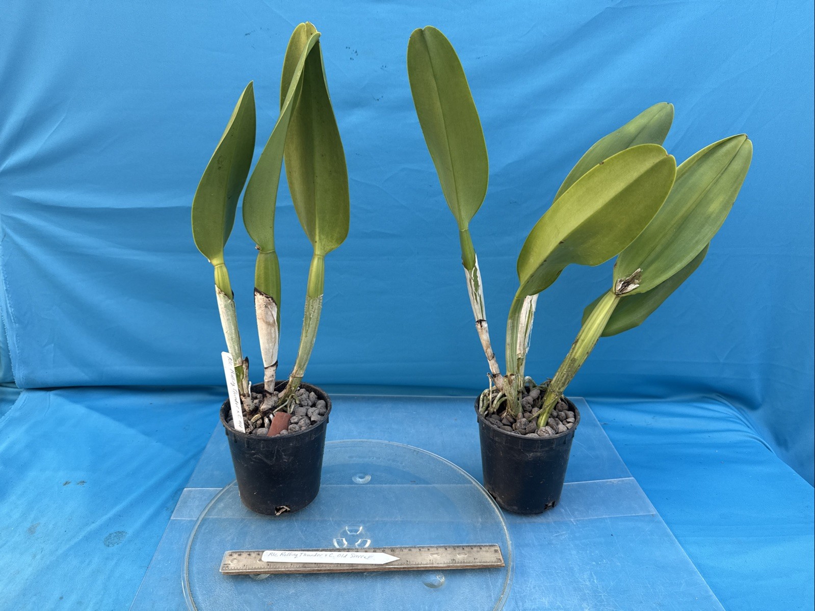 Rlc Rolling Thunder X Cattleya Old Sierra Hybrid Orchid Eros Division 5.5” Pot