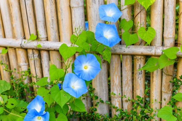 50 HEAVENLY BLUE MORNING GLORY SEEDS | SALE FREE SHIPPING NON GMO