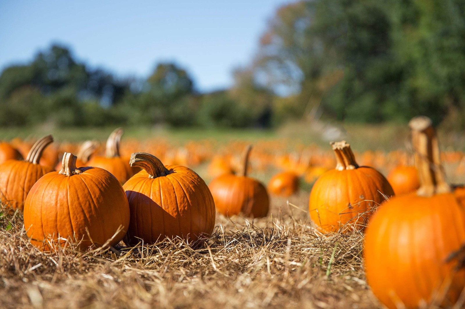 40 SMALL SUGAR PUMPKIN Orange Pie or Carving Cucurbita Pepo Vegetable Seeds