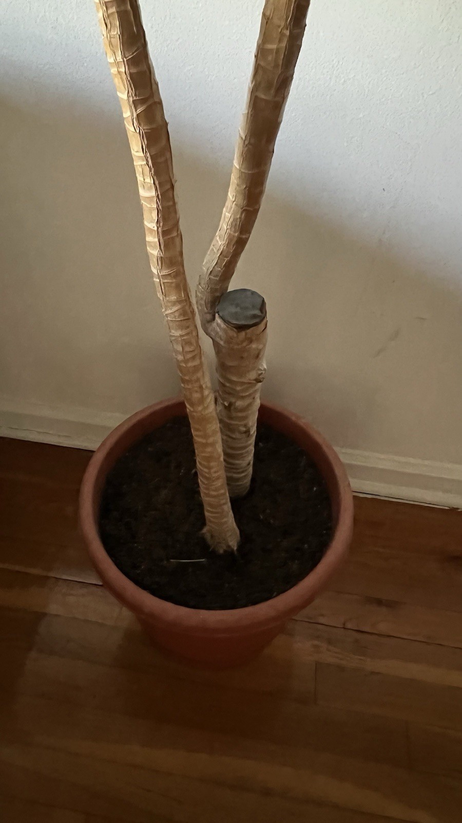 Dracaena fragrans plant, 3 stems staggered, 7 feets