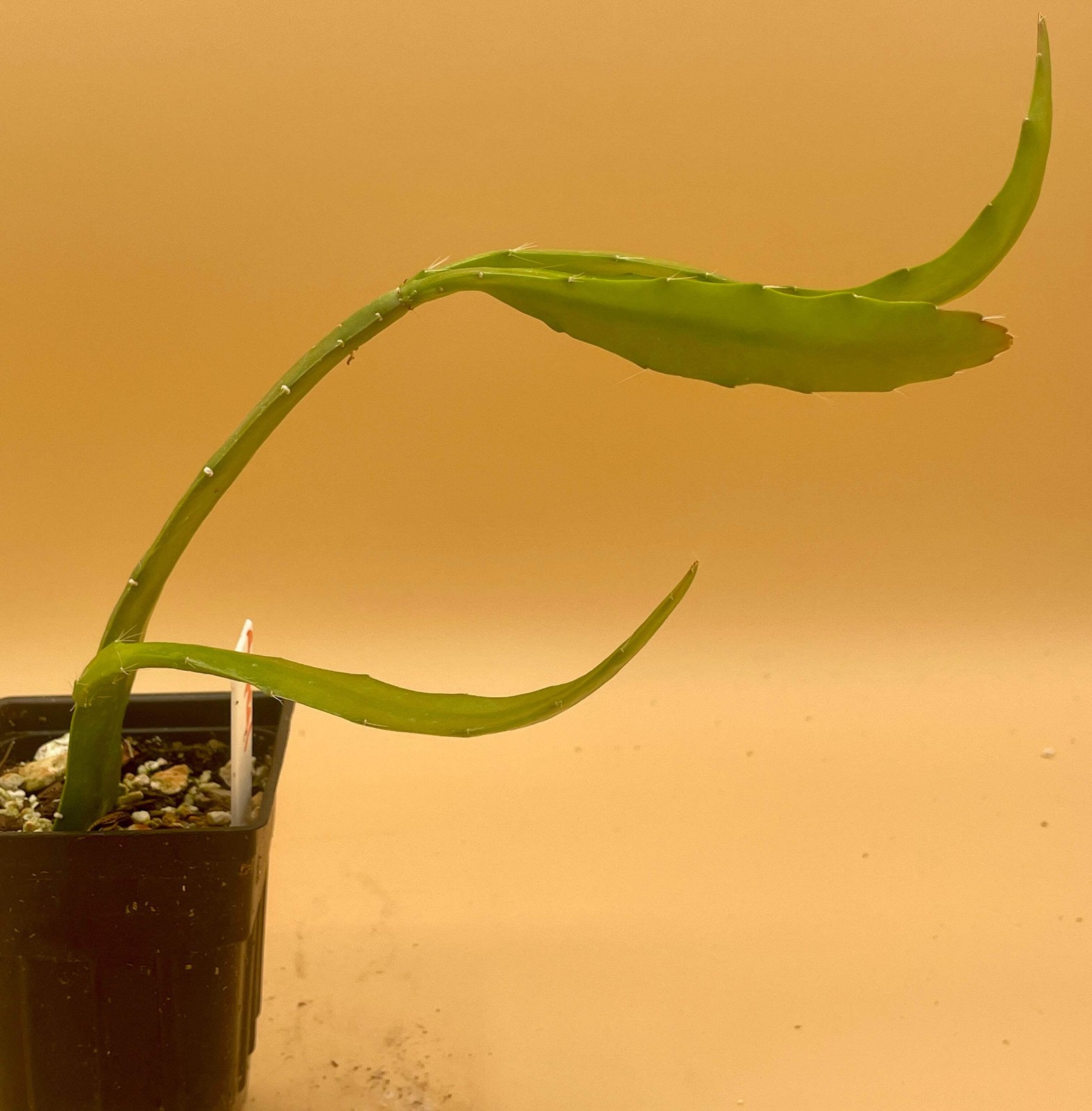 Epiphyllum Hybrid ‘Appeal’ Fully-Rooted Starter Pot –