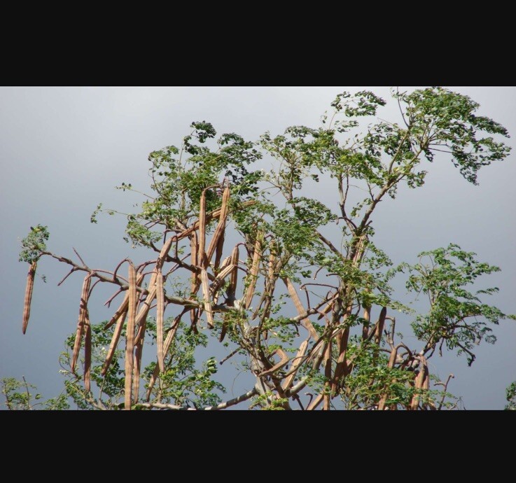 Moringa Oleifera Seeds Organic for planting Non GMO