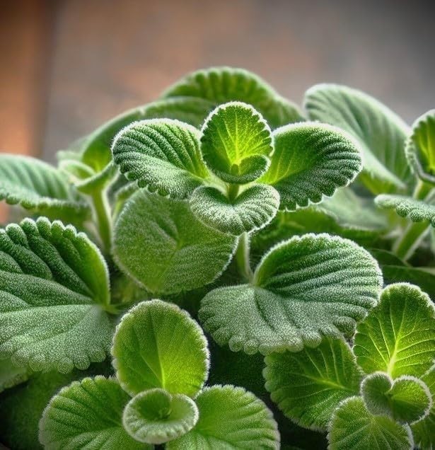 Broadleaf Thyme Seeds – 500 Pcs Cuban Oregano Aromatic Culinary Herbs NEW