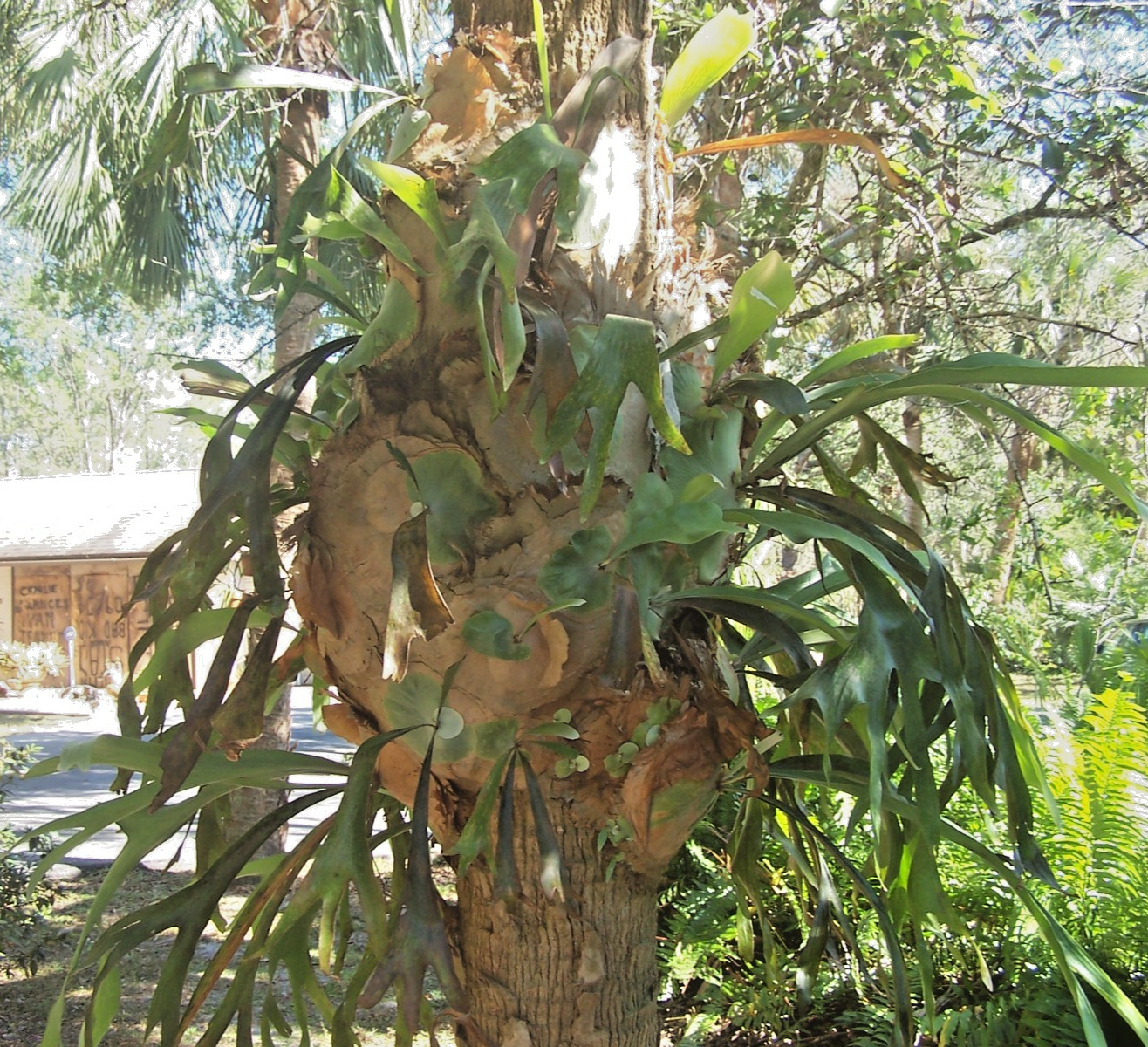 Live Plant Platycerium bifurcatum Staghorn Fern Large Bare Root Division