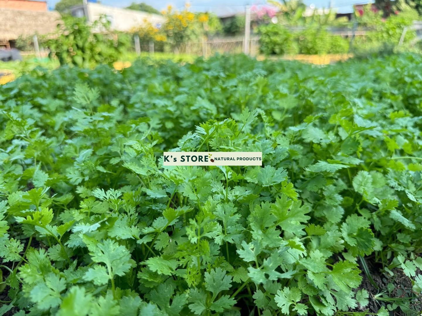 CILANTRO SEEDS, CORIANDER LEAVES, 香菜, 고수, RAU MÙI, NGÒ RÍ |NEW SEEDS|
