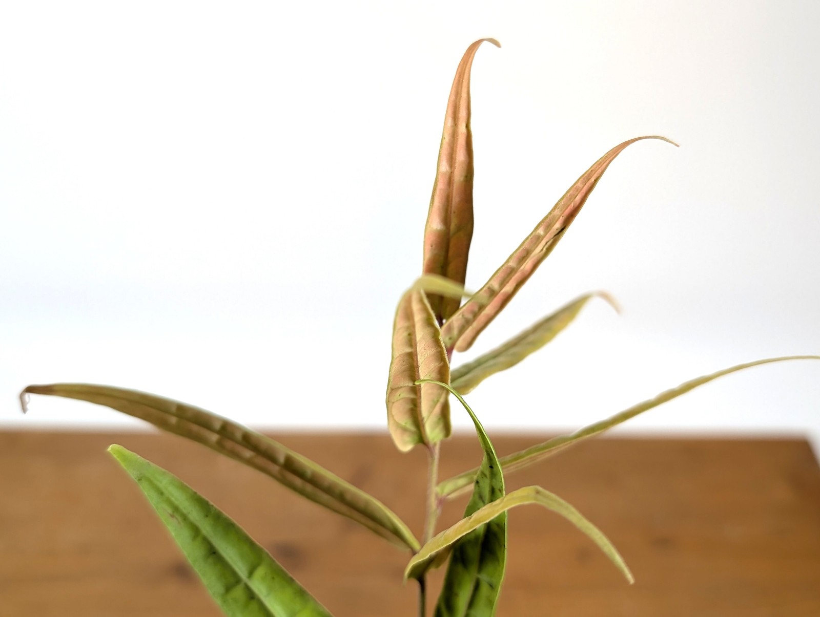 Ceratostema Pedunculatum Pot Size: 3-4″ – Grower’s Choice