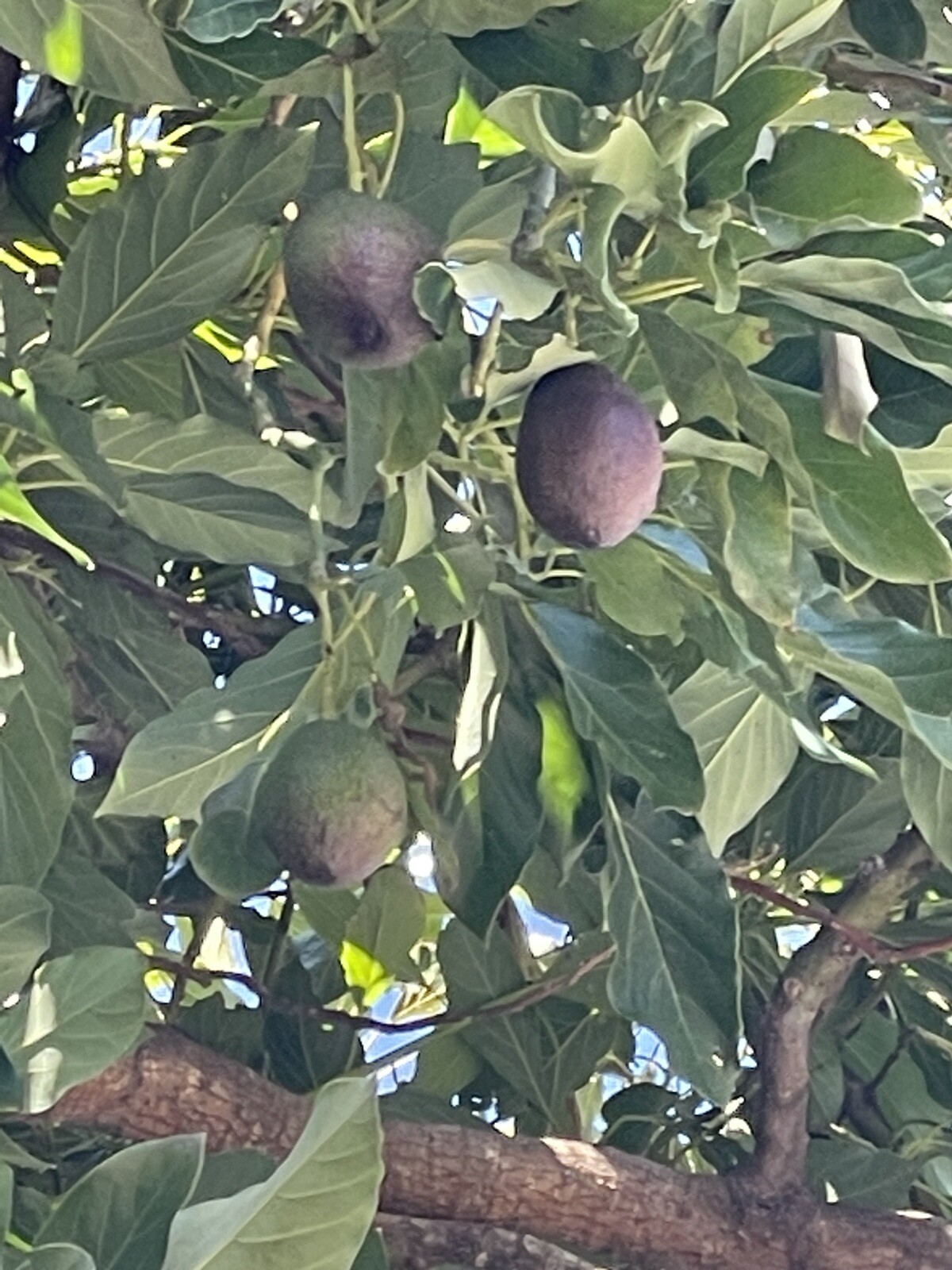 HASS AVOCADO SCION CUTTING FOR GRAFTING. (4 Pieces)