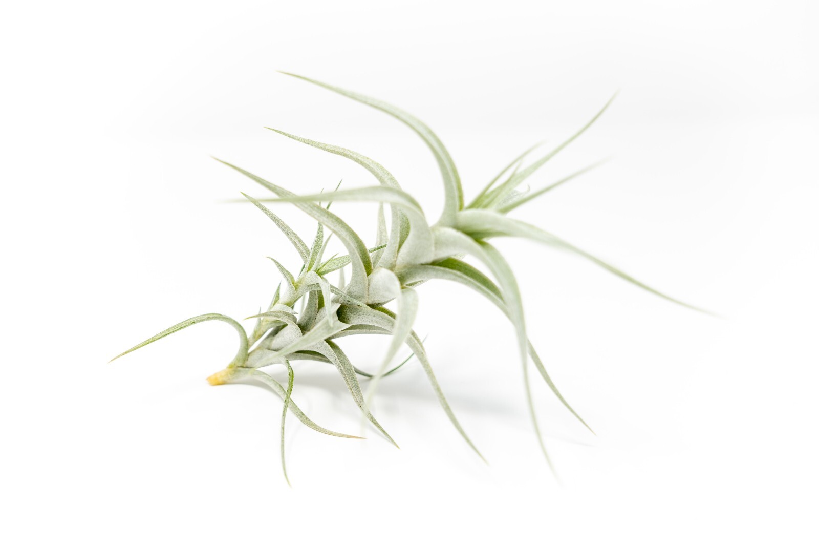 Tillandsia Albida ‘Minor’ Air Plant – Easy Care Indoor Outdoor Home Decor