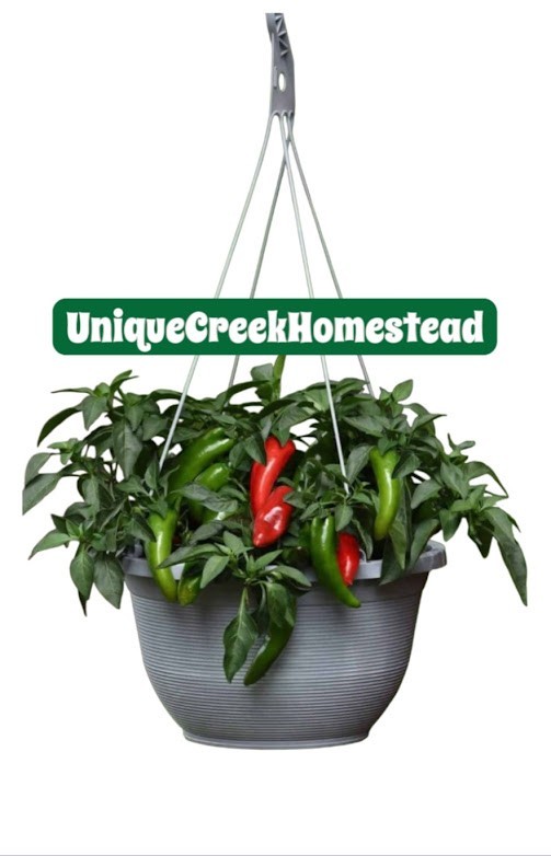 Pot-A-Peno Jalapeno 25 Seeds Container Loving Chili Pepper Unique Creek