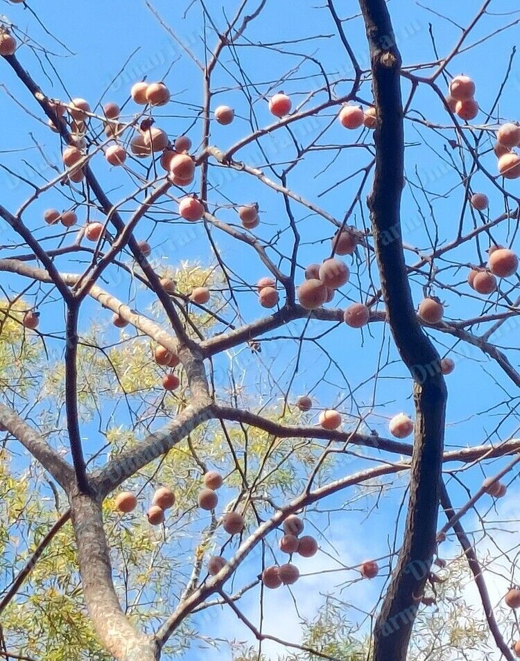 NATIVE AMERICAN PERSIMMON TREE Diospyros Virginiana Bareroot Live Seedling (12″)