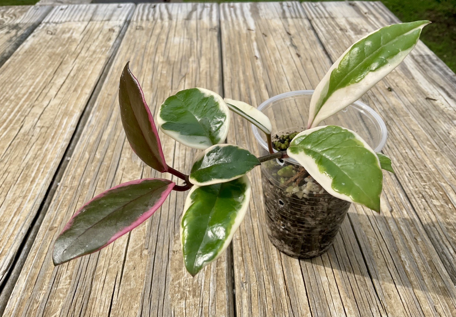 Hoya Flamingo Dream Plant In 3” Pot