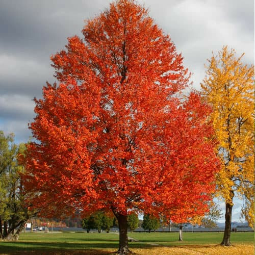 Sun Valley Red Maple Tree – Live Plant – 20-28″ Tall – Gallon Pot – Ships Potted