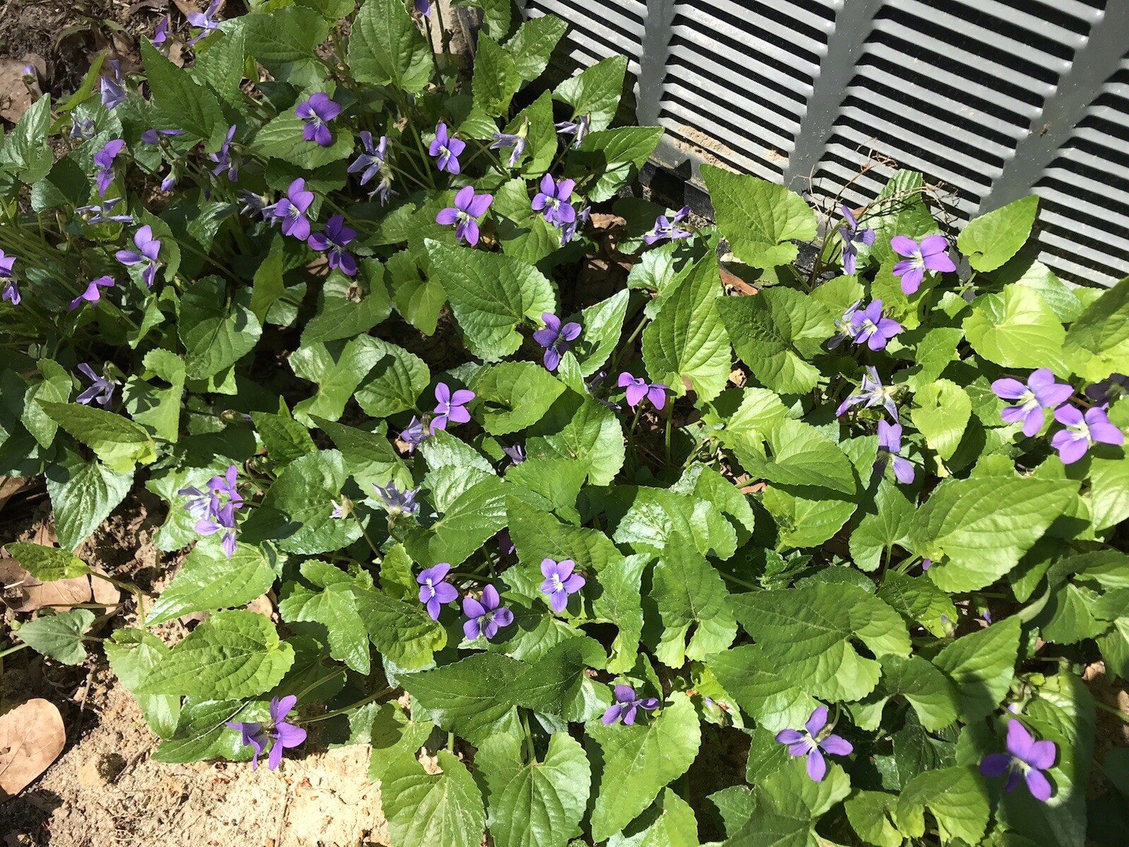 100 Purple Wild Violets Start Plants Flower Bulbs Perennial Bare Root Easy Grow