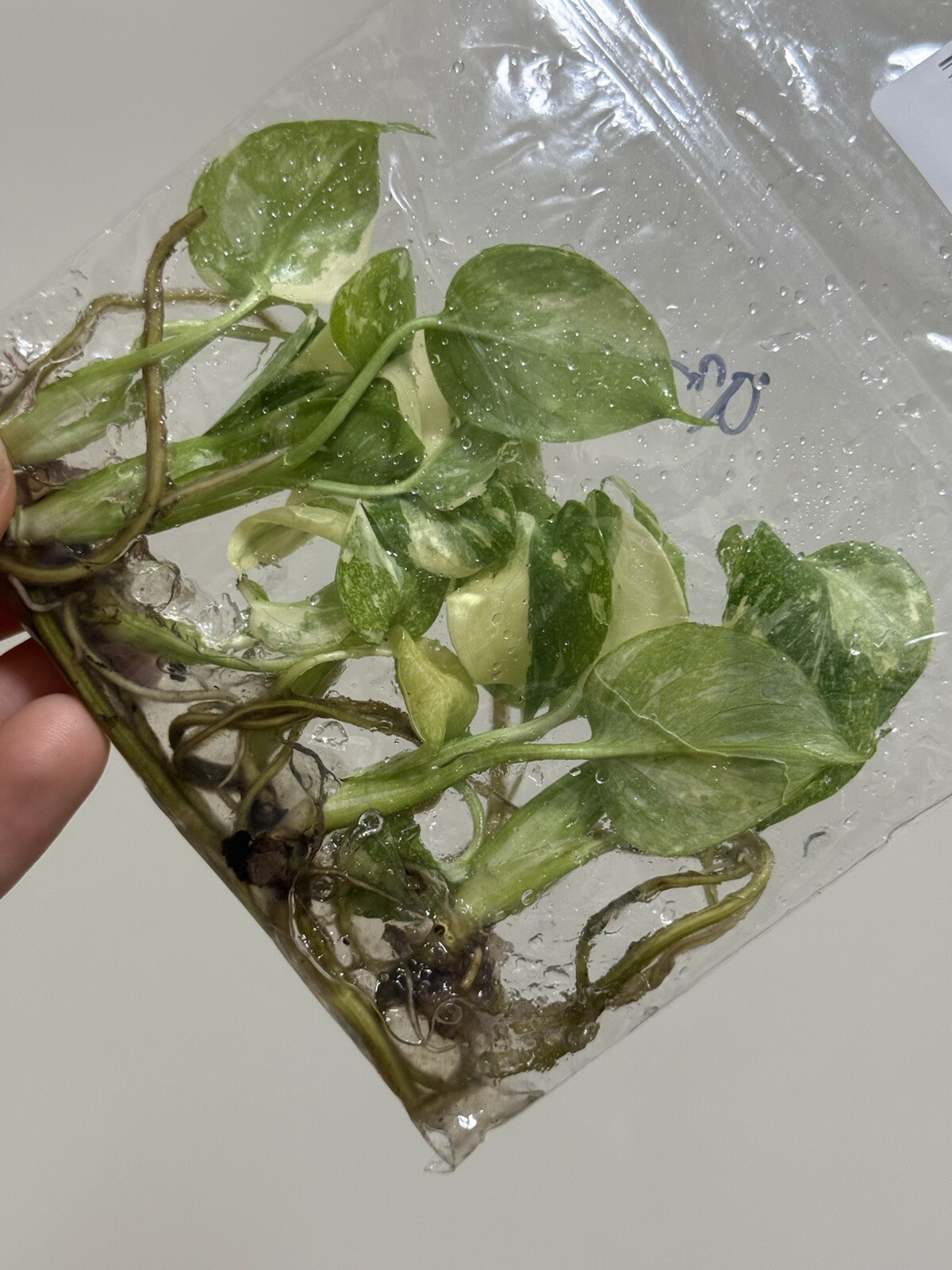6 Variegated Monstera Thai Constellation TC Bag