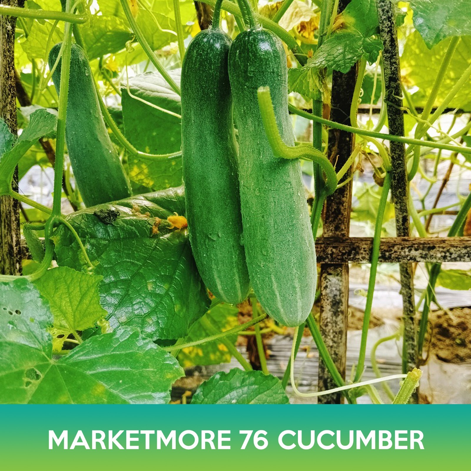 Marketmore 76 Cucumber Seeds