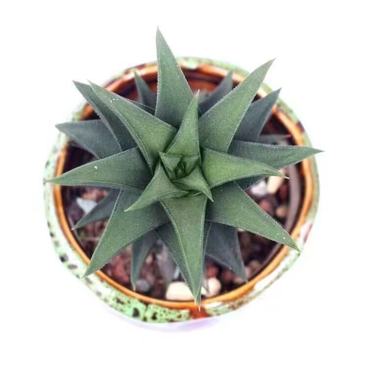 Rare Succulent Plants | Live House Plants for Home Office and Garden Decor