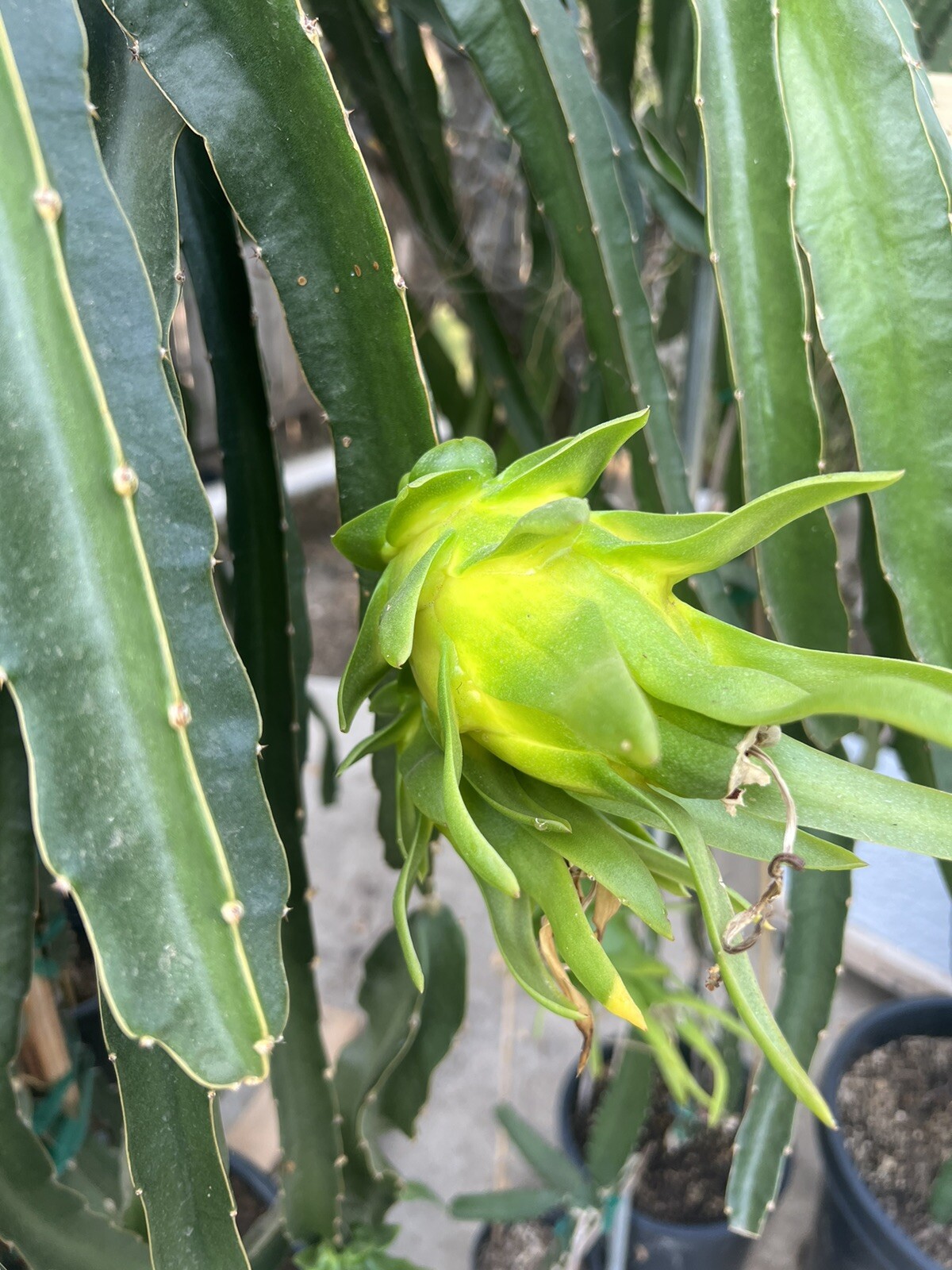 Dragon Fruit “Israel Yellow” CUTTINGS 8-12 Inches