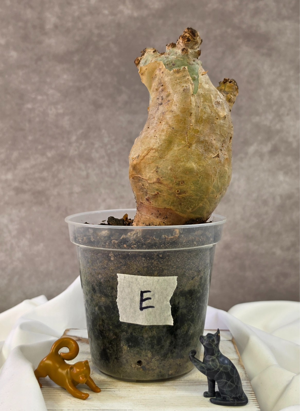 SO CHUNKY!!! Cyphostemma Uter var. Macropus (Angola) – Succulent not Pachypodium