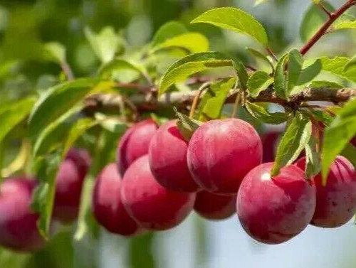 10+2 free Fresh Unrooted Cuttings Plum fruits Tree organic