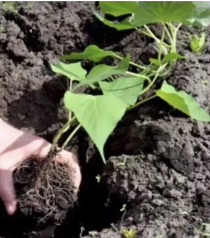 3 Okinawa Purple Sweet Potato Plants In A Cup – Okinawa Sweet Potato Plants