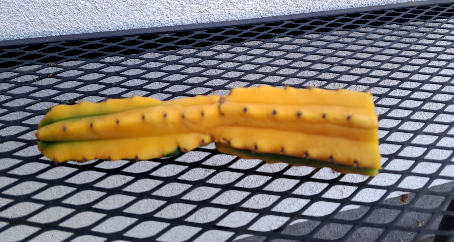 Cereus sp Variegated Cactus Cutting H7.5 ^726