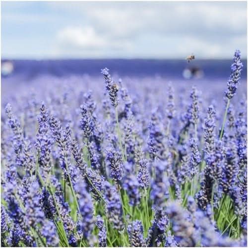 Hidcote Lavender Seeds For Planting (Lavandula angustifolia)