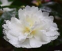 Camellia Mine-No-Yuki | 3 Gallon | Camellia sasanqua | Hardy Flowering Plant