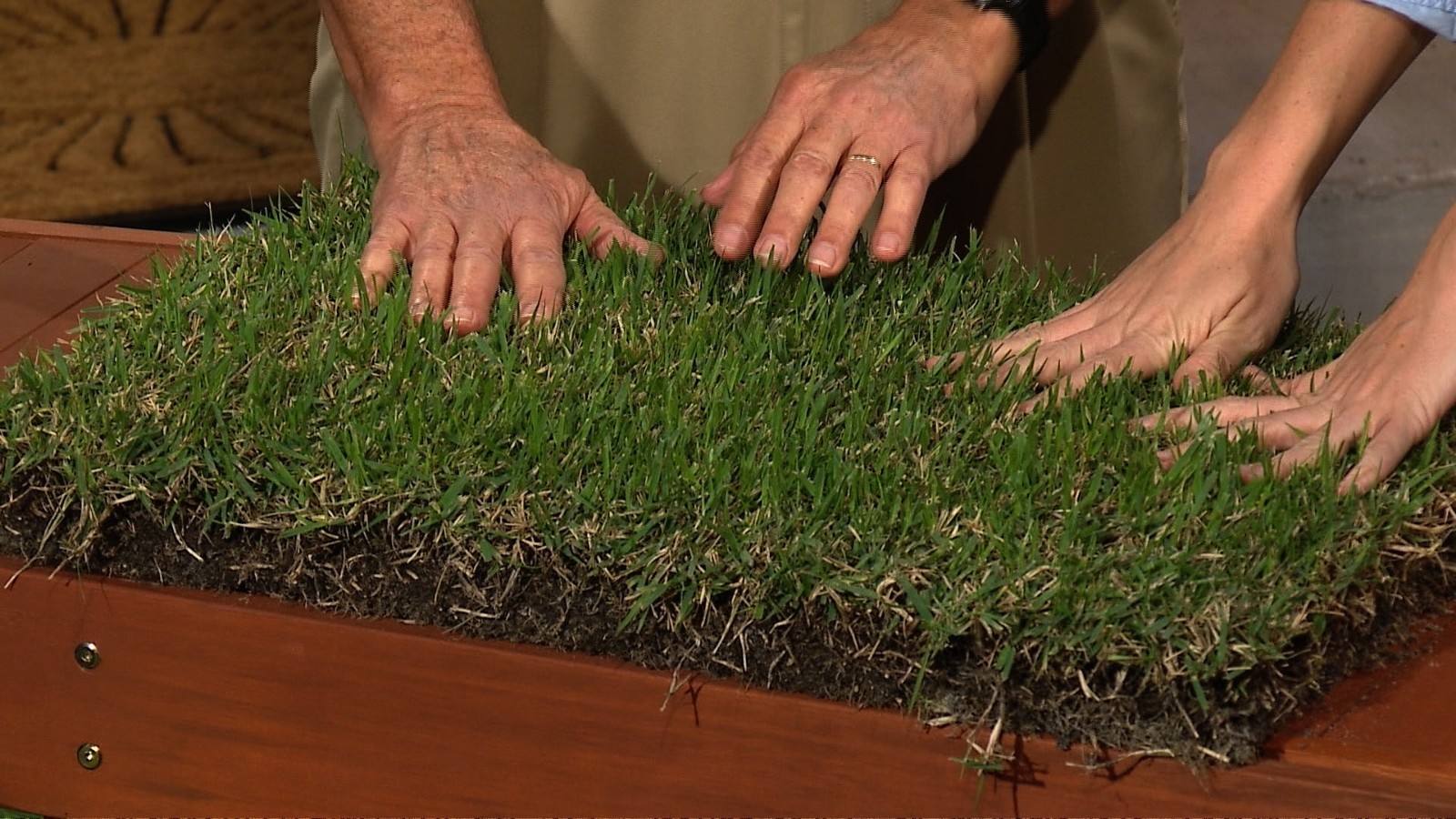 Dormant Zoysia grass handfull of rhizomes/stolones good for 10-15 plugs or more