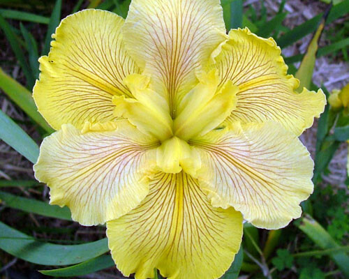 Louisiana Iris ‘Fortune Finder’ -3 MATURE BLOOMING SIZE Plants/Fans Lemon Yellow