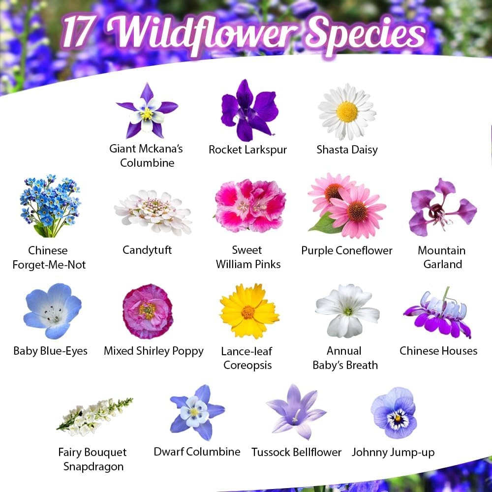 Wildflower Seed Mix for Partial Shade – 1 Oz, Annual & Perennial Blend
