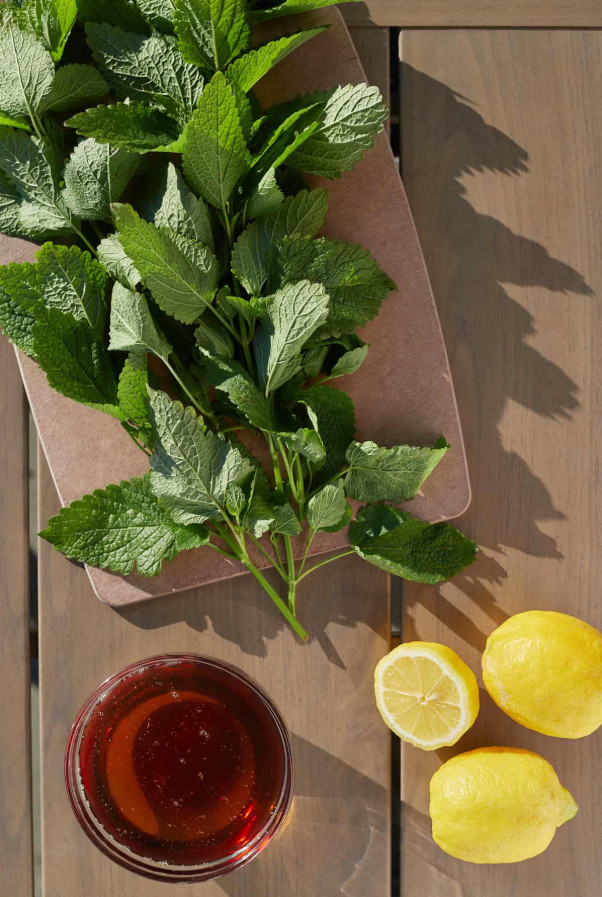 2 Live Lemon Balm Plants, 4–6” Tall, No Pot, Fast-Growing Edible Culinary Herb
