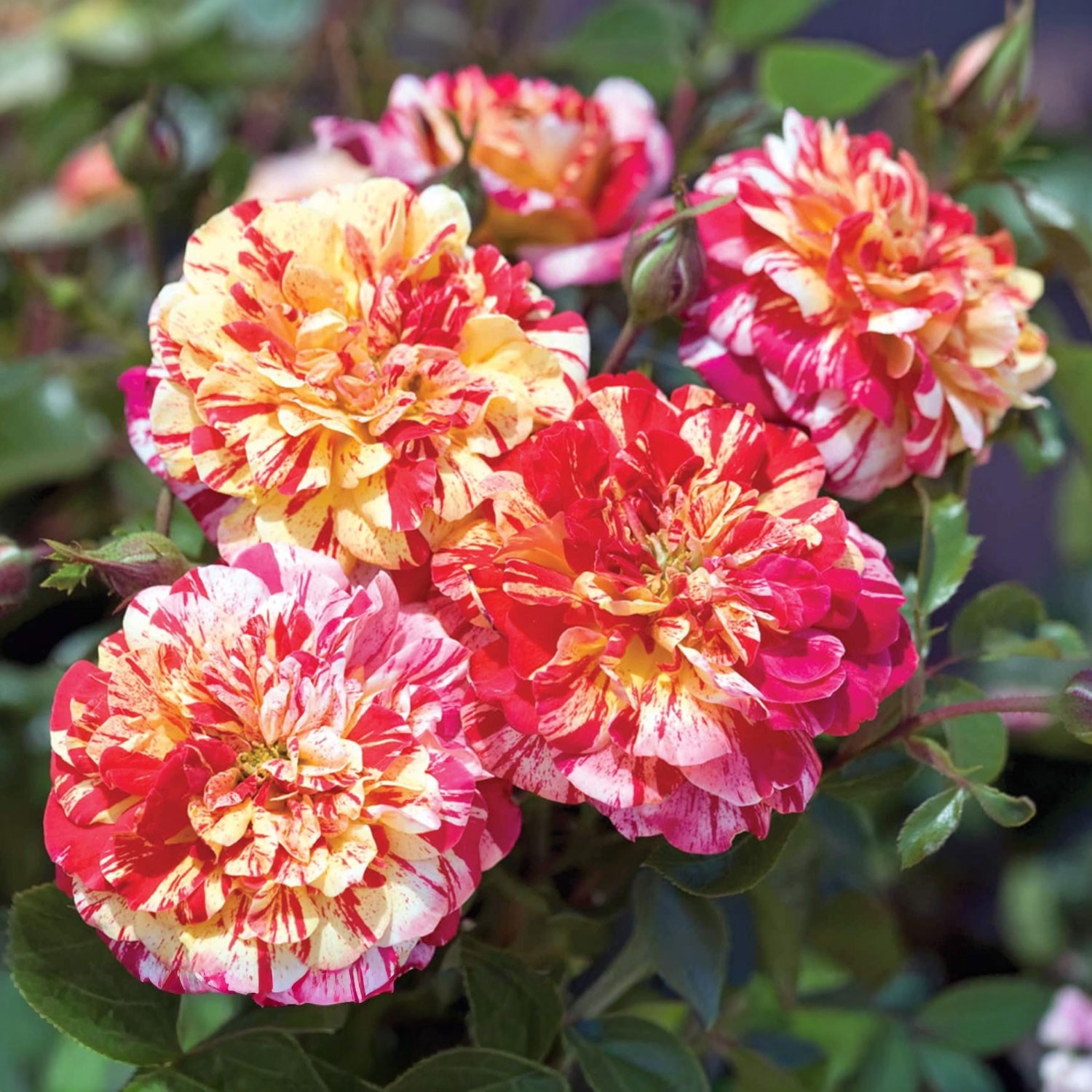 All American Magic Rose 1.5 Gal Pot, Non-Stop Fragrant Striped Flowers, Own Root