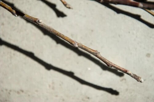 Pear Fruit tree scion wood grafting material Bartlett, Anjou, Keiffer, Moonglow