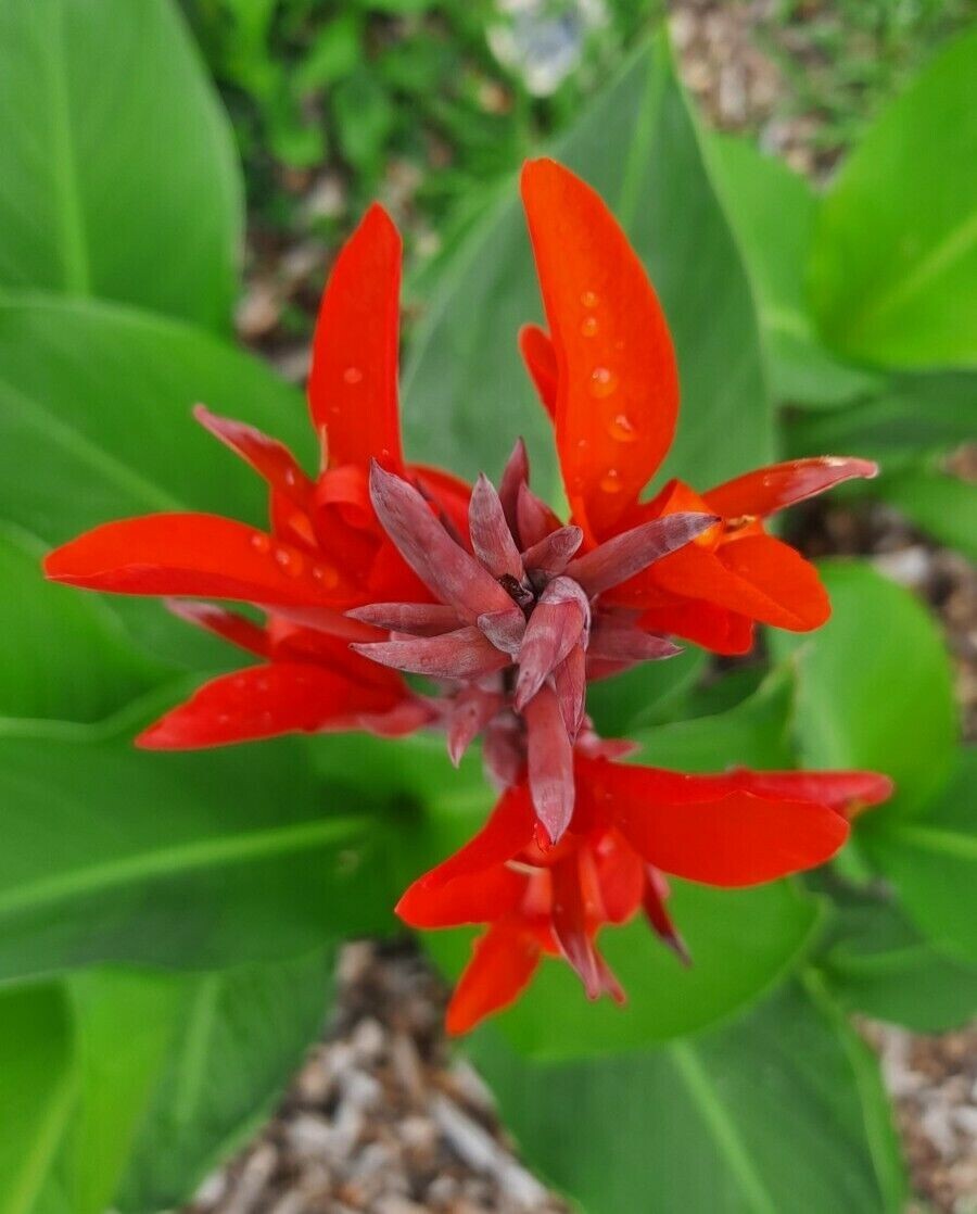 5 BIG Canna Lily bulbs Rhizomes 5-7 feet large green leaves-Deer resistant