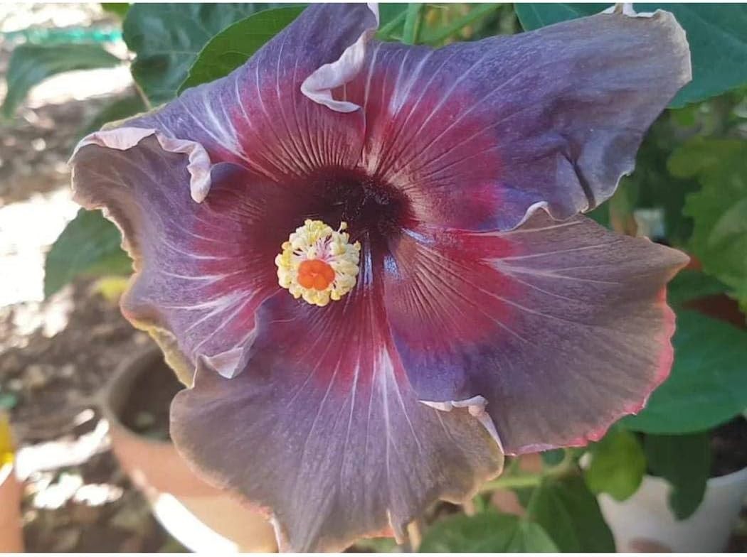 Exotic 20PCS Black Pink Purple Hibiscus Seeds for Outdoor & Indoor Gardens
