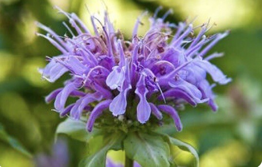 300 Wild Bergamot -Bee Balm -Monarda fistulosas -Medicinal Herb Seeds