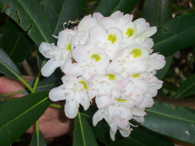 Rosebay Rhododendron, Rhododendron maximum, Shrub Seeds